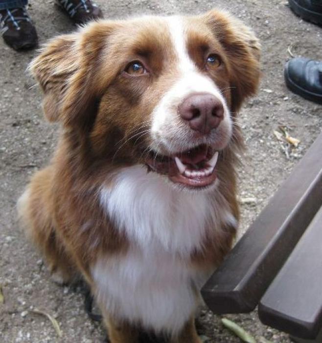 Mittelgroßer Hund bellt Geräuschesammler