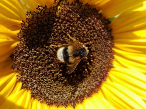 Hummela uf Sonnenblume