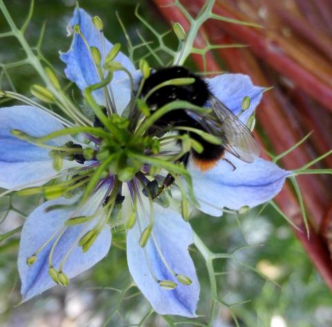 Hummel auf Blume