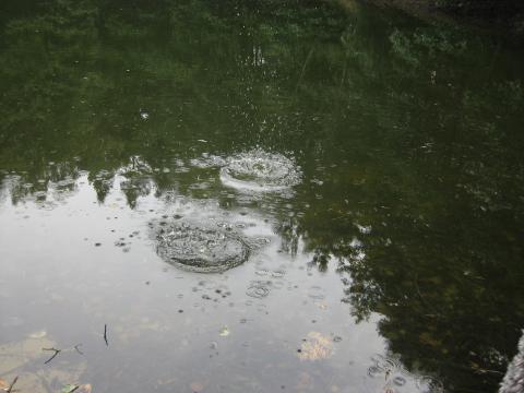 Stein der über Wasseroberfläche hüpft und dabei Kreise zieht