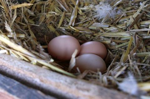 Eier im Nest