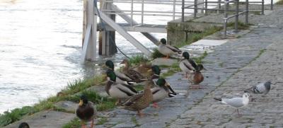 enten_und_tauben_an_der_donau