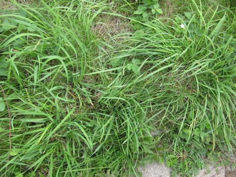 Gras